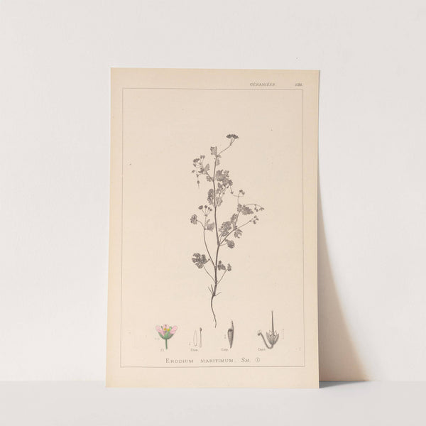 Herbier de la flore française Pl.0080 by Louis Antoine Cusin