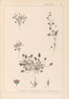 Herbier de la flore française Pl.0081