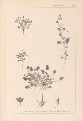 Herbier de la flore française Pl.0081