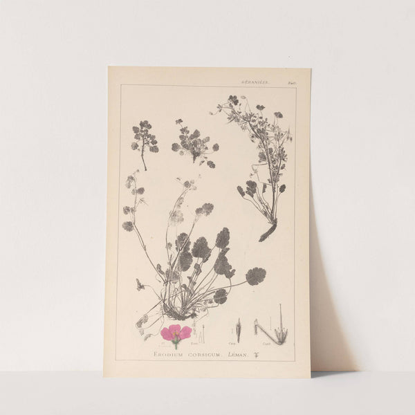 Herbier de la flore française Pl.0082 by Louis Antoine Cusin