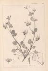 Herbier de la flore française Pl.0083
