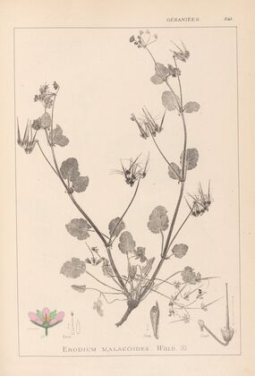 Herbier de la flore française Pl.0083