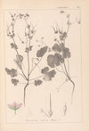 Herbier de la flore française Pl.0084