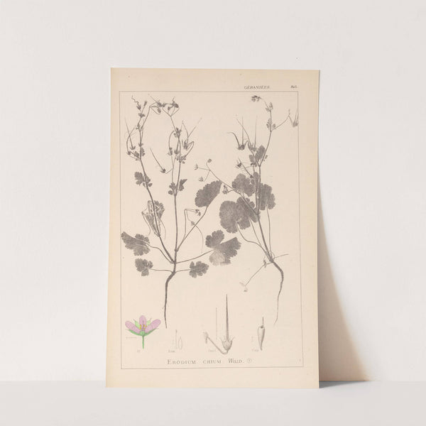 Herbier de la flore française Pl.0084 by Louis Antoine Cusin