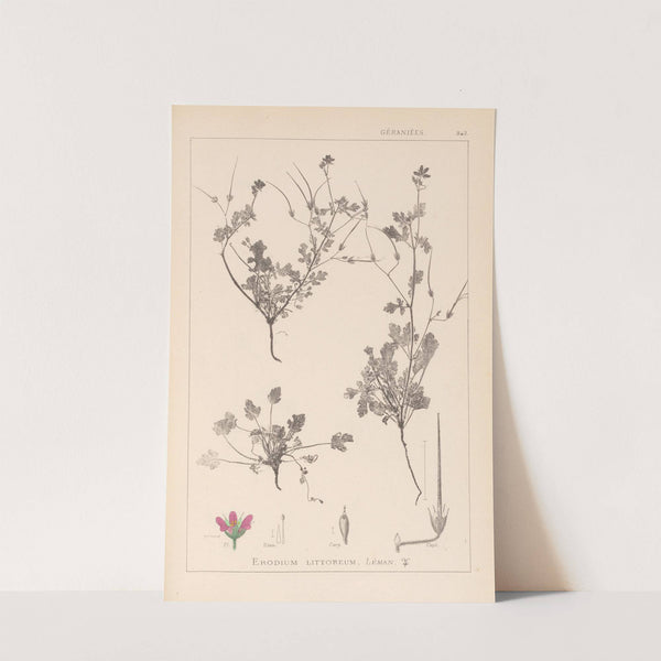 Herbier de la flore française Pl.0085 by Louis Antoine Cusin