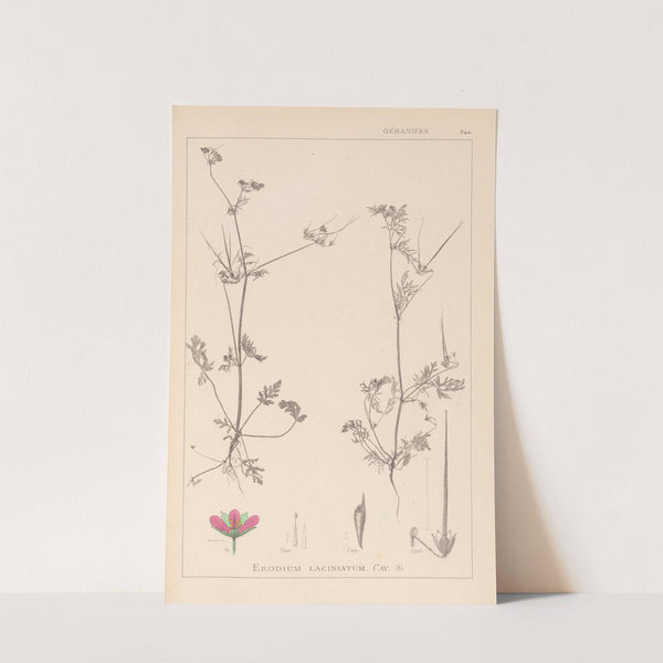 Herbier de la flore française Pl.0086 by Louis Antoine Cusin