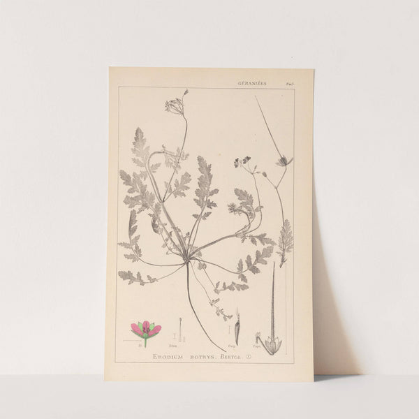 Herbier de la flore française Pl.0087 by Louis Antoine Cusin