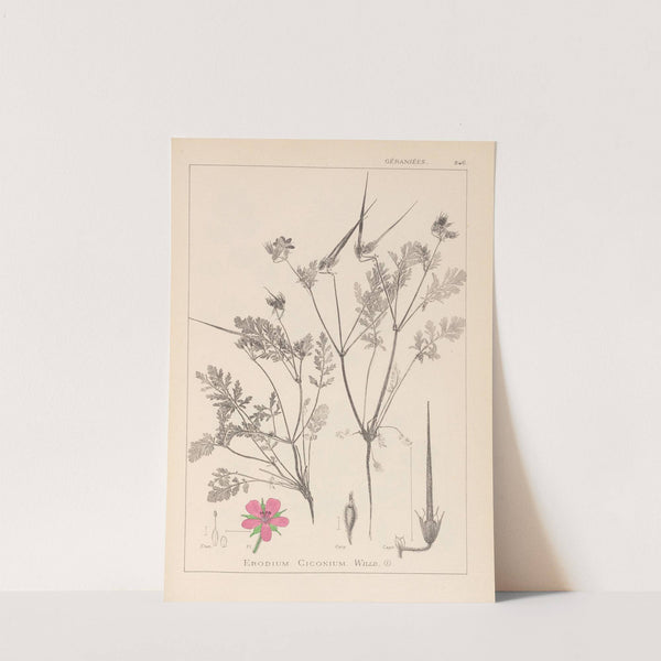 Herbier de la flore française Pl.0088 by Louis Antoine Cusin