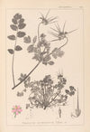 Herbier de la flore française Pl.0089