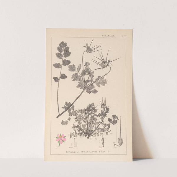 Herbier de la flore française Pl.0089 by Louis Antoine Cusin