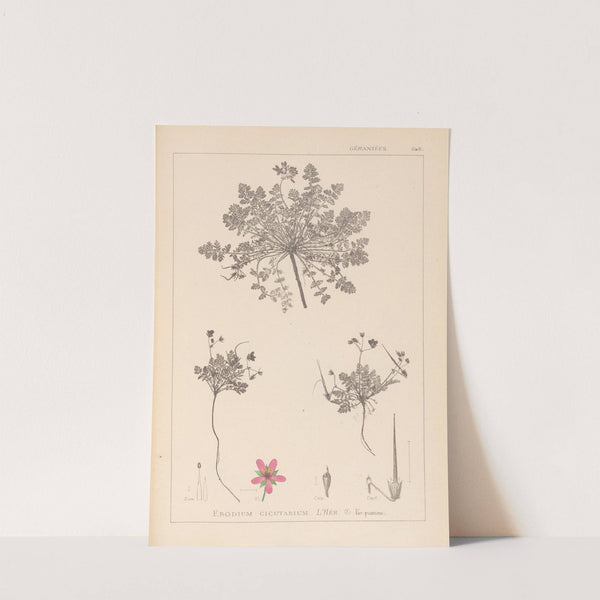 Herbier de la flore française Pl.0090 by Louis Antoine Cusin