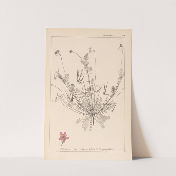 Herbier de la flore française Pl.0091 by Louis Antoine Cusin