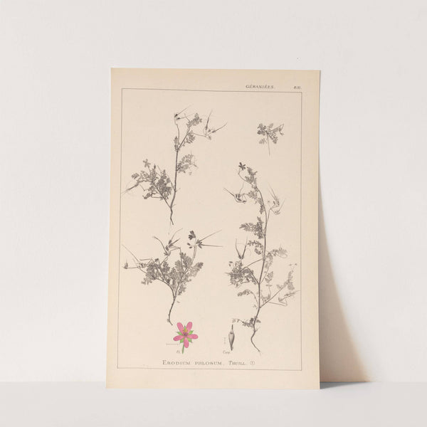 Herbier de la flore française Pl.0093 by Louis Antoine Cusin