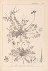 Herbier de la flore française Pl.0094