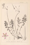 Herbier de la flore française Pl.0095