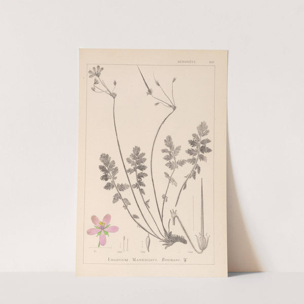 Herbier de la flore française Pl.0095 by Louis Antoine Cusin