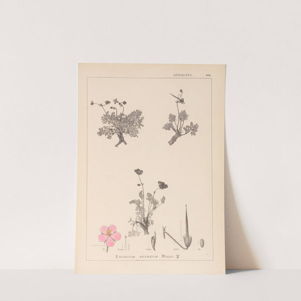 Herbier de la flore française Pl.0096 by Louis Antoine Cusin