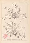 Herbier de la flore française Pl.0097