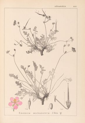 Herbier de la flore française Pl.0097