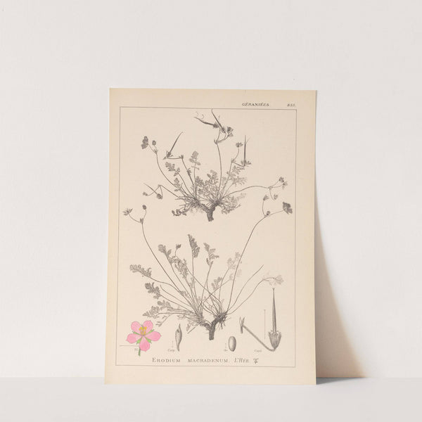 Herbier de la flore française Pl.0097 by Louis Antoine Cusin