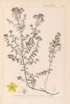 Herbier de la flore française Pl.0099