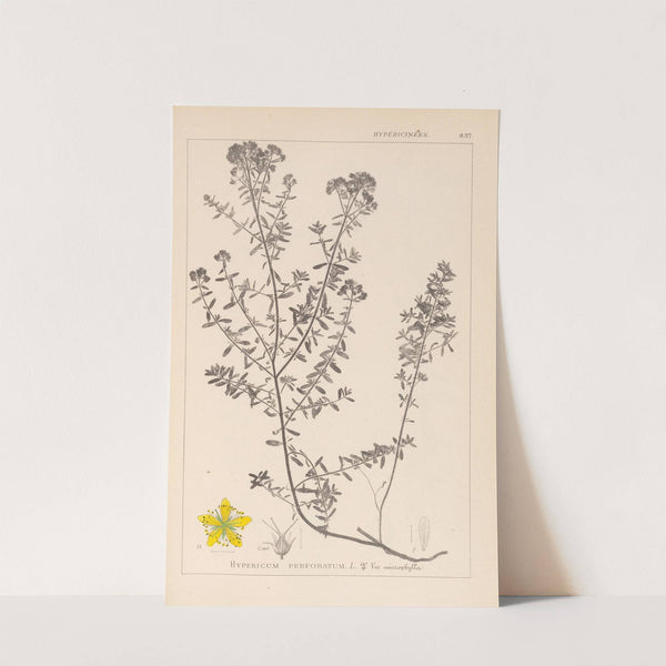 Herbier de la flore française Pl.0099 by Louis Antoine Cusin