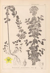 Herbier de la flore française Pl.0101
