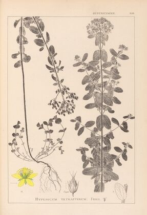 Herbier de la flore française Pl.0101
