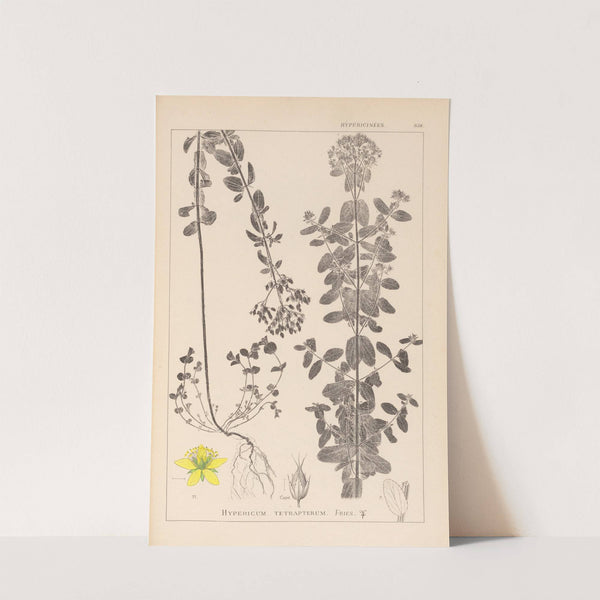 Herbier de la flore française Pl.0101 by Louis Antoine Cusin