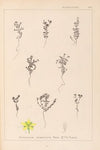Herbier de la flore française Pl.0103