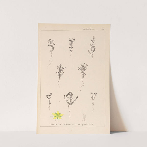 Herbier de la flore française Pl.0103 by Louis Antoine Cusin