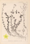 Herbier de la flore française Pl.0106
