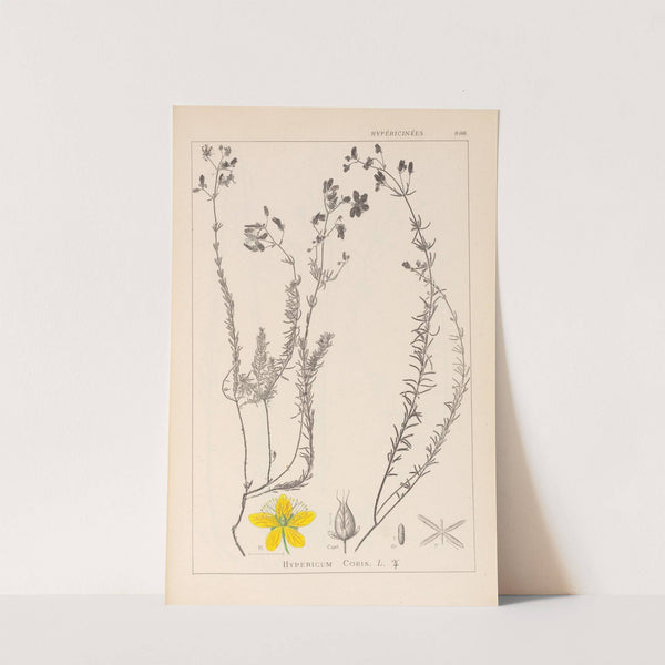 Herbier de la flore française Pl.0107 by Louis Antoine Cusin