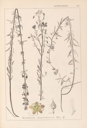 Herbier de la flore française Pl.0108