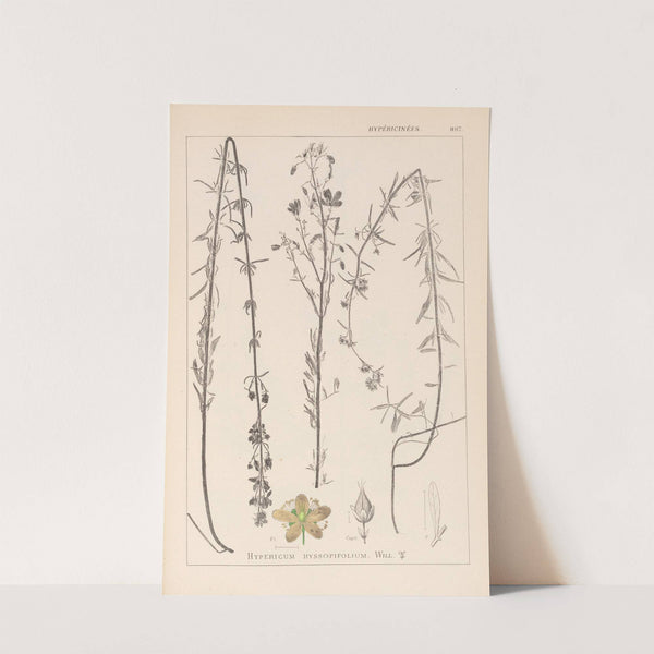 Herbier de la flore française Pl.0108 by Louis Antoine Cusin