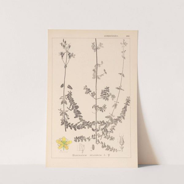 Herbier de la flore française Pl.0109 by Louis Antoine Cusin