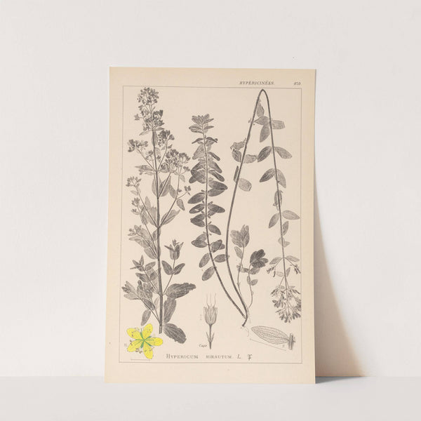 Herbier de la flore française Pl.0111 by Louis Antoine Cusin