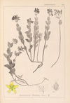 Herbier de la flore française Pl.0113
