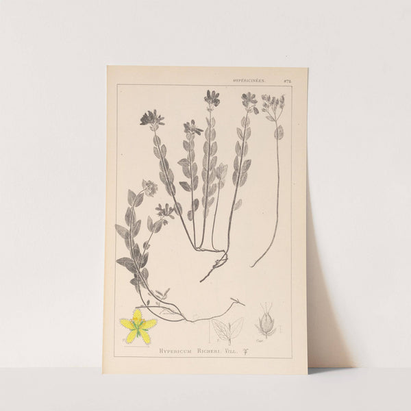 Herbier de la flore française Pl.0113 by Louis Antoine Cusin