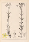Herbier de la flore française Pl.0115