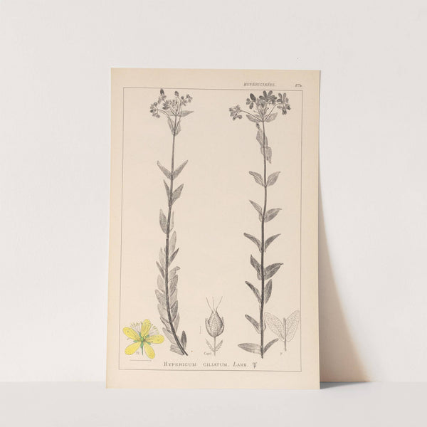 Herbier de la flore française Pl.0115 by Louis Antoine Cusin