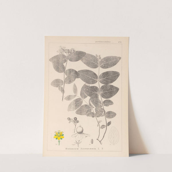 Herbier de la flore française Pl.0117 by Louis Antoine Cusin