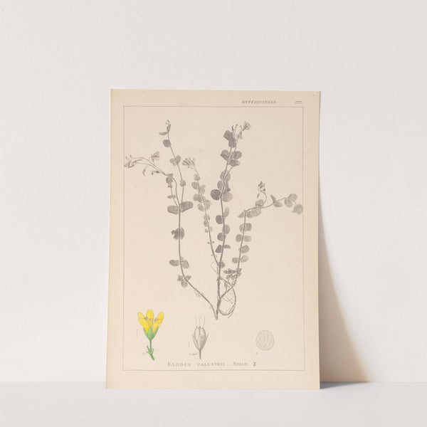 Herbier de la flore française Pl.0118 by Louis Antoine Cusin