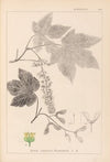 Herbier de la flore française Pl.0119