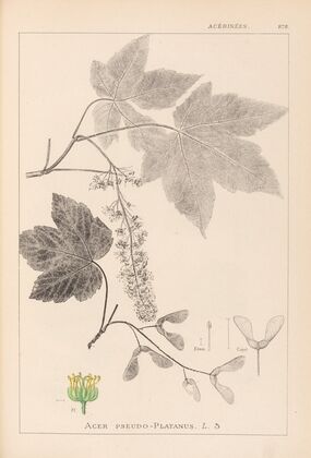 Herbier de la flore française Pl.0119
