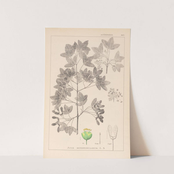 Herbier de la flore française Pl.0121 by Louis Antoine Cusin