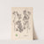 Herbier de la flore française Pl.0122 by Louis Antoine Cusin