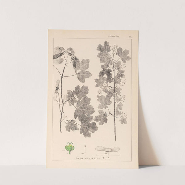 Herbier de la flore française Pl.0122 by Louis Antoine Cusin