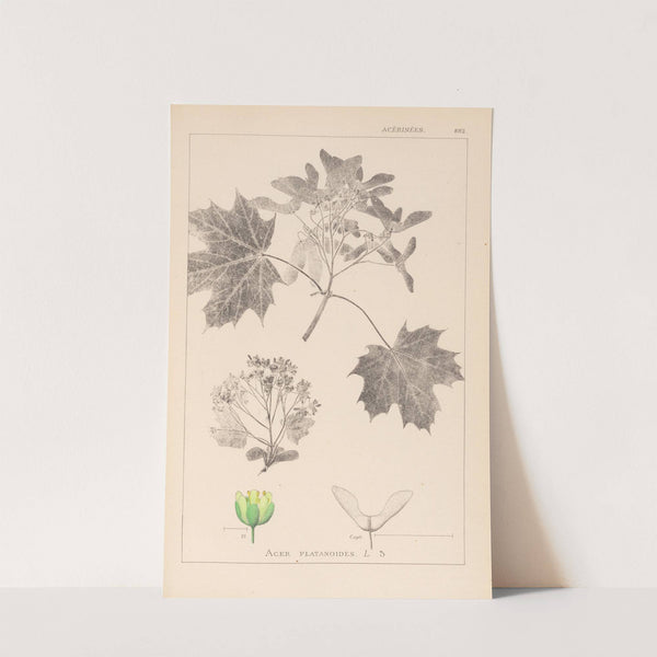 Herbier de la flore française Pl.0123 by Louis Antoine Cusin