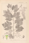 Herbier de la flore française Pl.0124